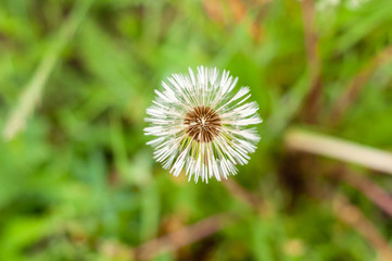 Dandelion on the background of bright, rich green grass and earth
