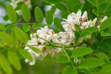 The branches of acacia on the background of dark branches and bright leaves