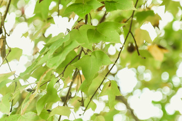Fototapeta na wymiar Green nature background with maple leaves