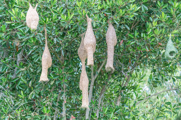 Obraz premium Amazing view of several WEAVER BIRD NEST