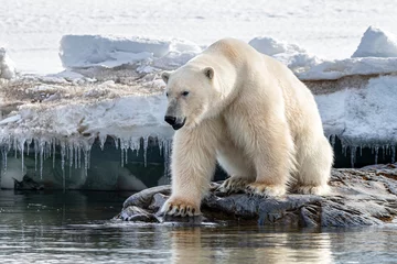 Foto op Canvas Adult male polar bear at the ice edge in Svalbard © Rixie