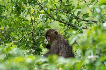 上高地のニホンザル