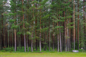 Scandinavia woods tree trunks timber lumbering