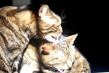 Chats