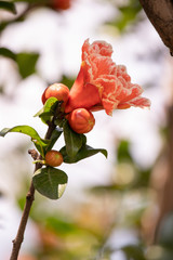 Gorgeous terry pomegranate flowers close up