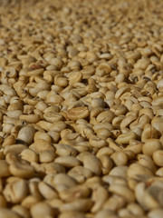 Close up dried coffee beans