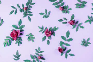 Summer minimal concept. Pattern made of red rose flowers and green little leaves on purple background. Many little leaves for decorating any post card or celebration card. Flat lay, top view