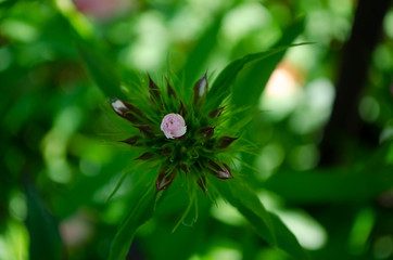 flower on green background