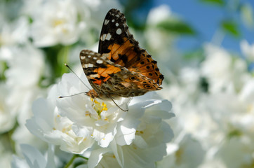 butterfly on a flower