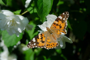 butterfly on a flower