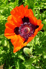 Closeup of Red poppies bloom in the garden on a sunny summer day