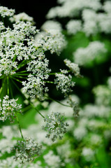 Obraz premium white flowers in the garden