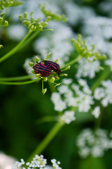 bugs on a flower