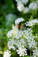 bee on a flower