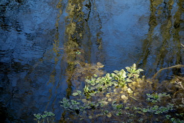 Sunlight On Pond Weed
