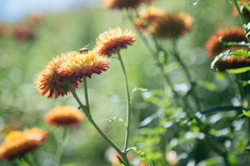 Flower in garden,  straw flower. Tulip.