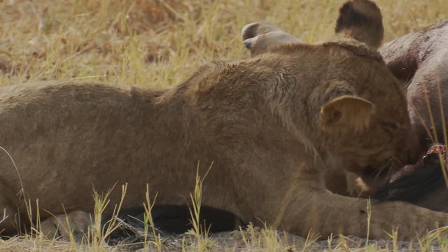 Close-up pan across a lion cub happily feasting on the rear end of a wildebeest