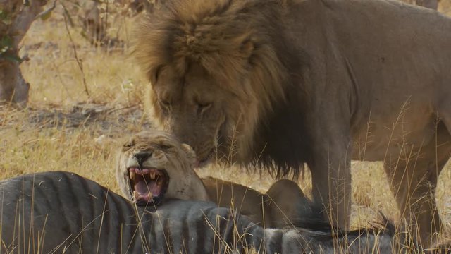 Medium shot of lions mating near a fresh kill as the lioness snarls at the male