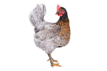 Curious gray chicken isolated on white background