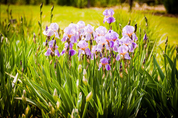 Basel, Iris, Schwertlilie, Lilie, Blumenfeld, Gartenarbeit, Garten, Schweiz © bill_17
