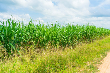 Fototapeta premium Panoramic view of sugarcane plantation