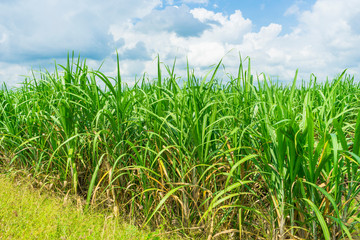 Panoramic view of sugarcane plantation