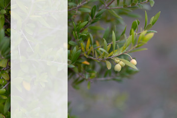 Olive branch and blurry background. Mockup transparent for content. Copy space. Shallow depth of field.