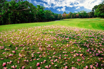 The falling pink tabebuya flower on floor of countryside in Thailand.