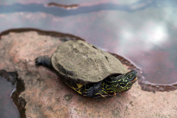 亀と池に反射した空