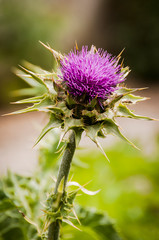 Basel, Silberdistel, Silybum Marianum, Mariendistel, Heilpflanze, Garten, Schweiz