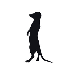Black silhouette of african meerkat on white background. Isolated mongoose icon. Wild animals of Africa. Savannah nature