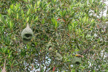 Amazing view of several WEAVER BIRD NEST