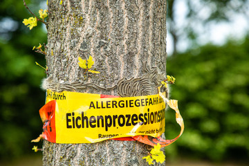 tree with text vorsicht allergiegefahr durch eichenprozessionsspinner Raupen und Nester nicht berühren, in englisch beware of danger of allergy due to the oak procession spinner Do not touch