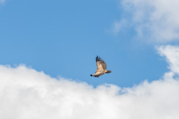 Griffon vulture in a free flight above the river