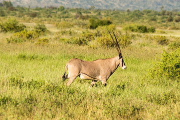 Beisa Oryx at Samburu National Reserve. A lone beisa oryx in the Savannah Grassland