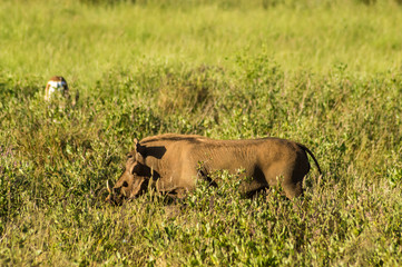 Warthog in the savannah of Samburu