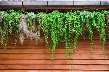 Green leaves of Dischidia nummularia plant hanging on wood wall