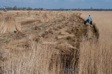 National Park Weerribben Overijssel Netherlands Mowing reed
