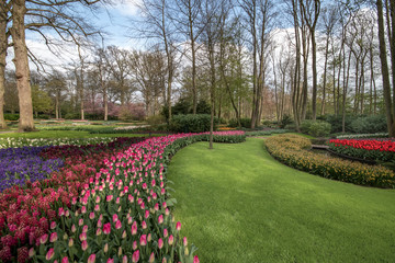 Yellow Daffodil and multi color tulips blossom blooming under a very well maintained garden in spring time