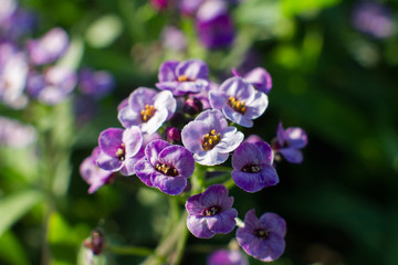 Obraz premium Flowers Violet Alyssum on a flower bed