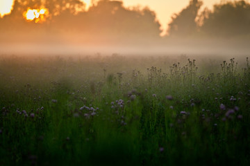 Obraz na płótnie Canvas Sunset in the field over the grass fog