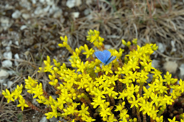 Scharfer Mauerpfeffer