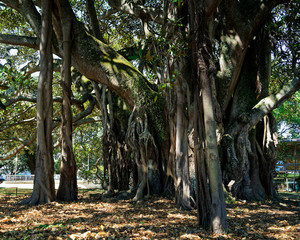 Albert the Banyan tree in Devonport, New Zealand.