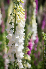 Thimble, Digitalis purpurea flower. Close-up © 0635925410