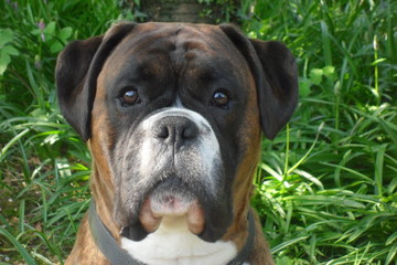 Pugwash The Boxer