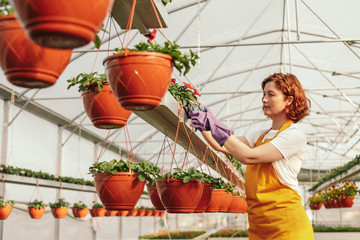 Female gardener pruning potted plants