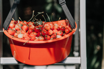 Ripe red cherry in plastic container