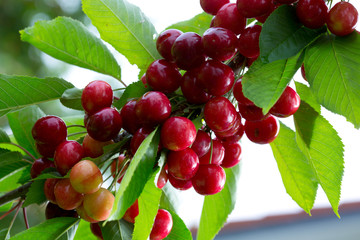 Macro shot on red cherries in the summer garden.