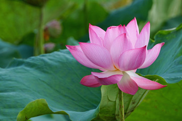 Lotus water lily blooming in the pond