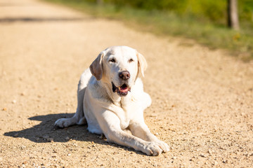 Labrador is playing on a path